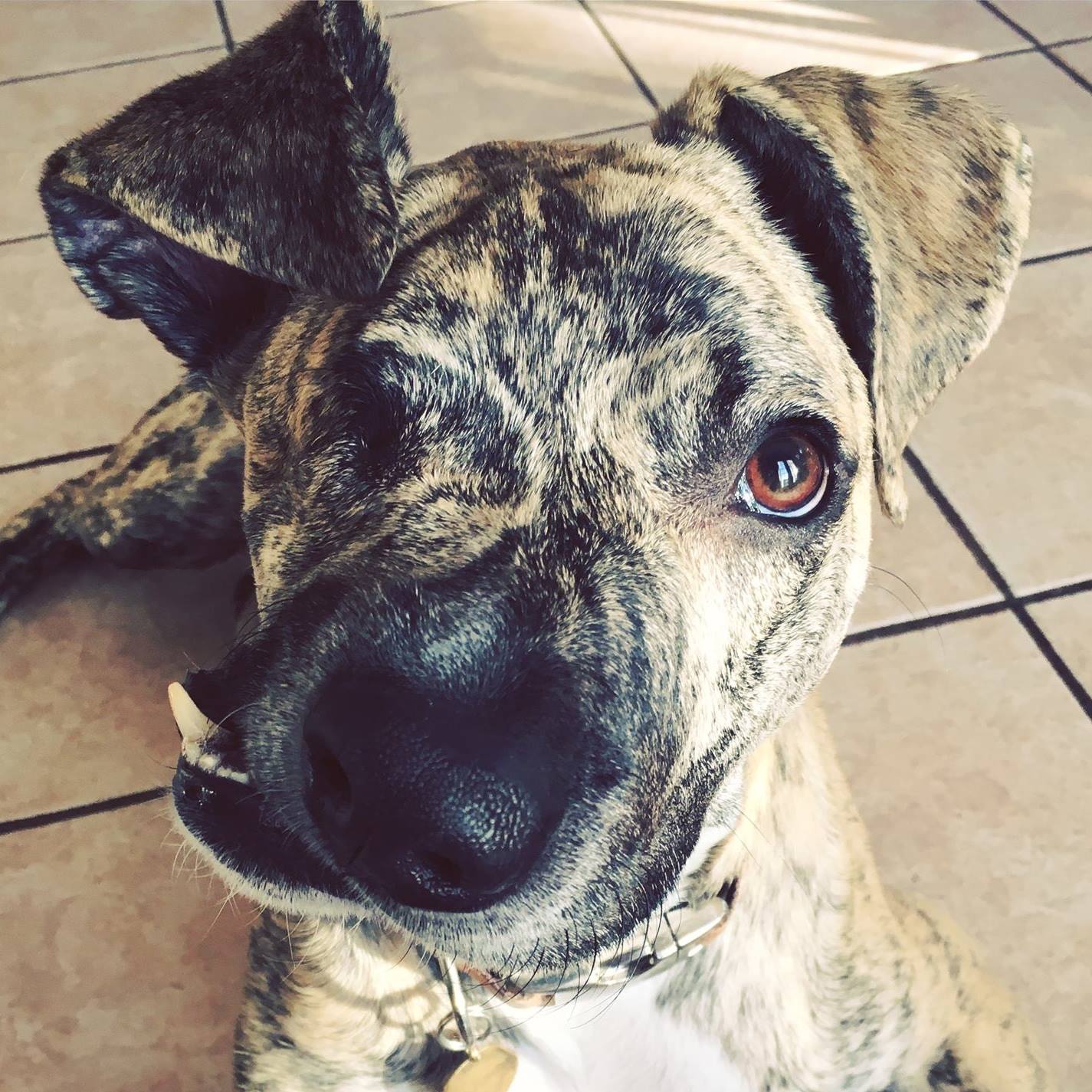 S.A. rescue dog inspires with one eye and a semicolon face