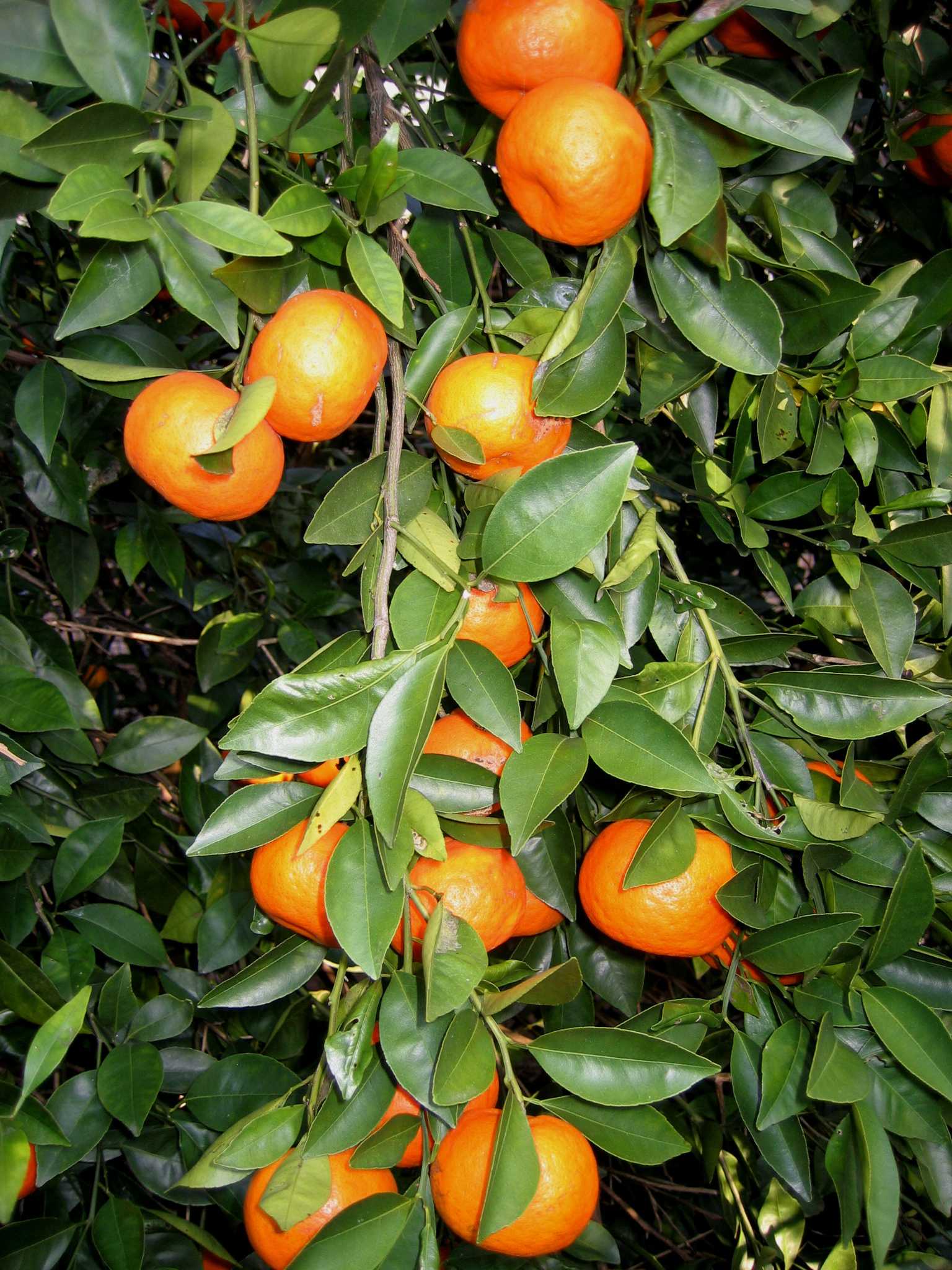 Mandarin Orange Info - Tips For Growing Mandarin Oranges
