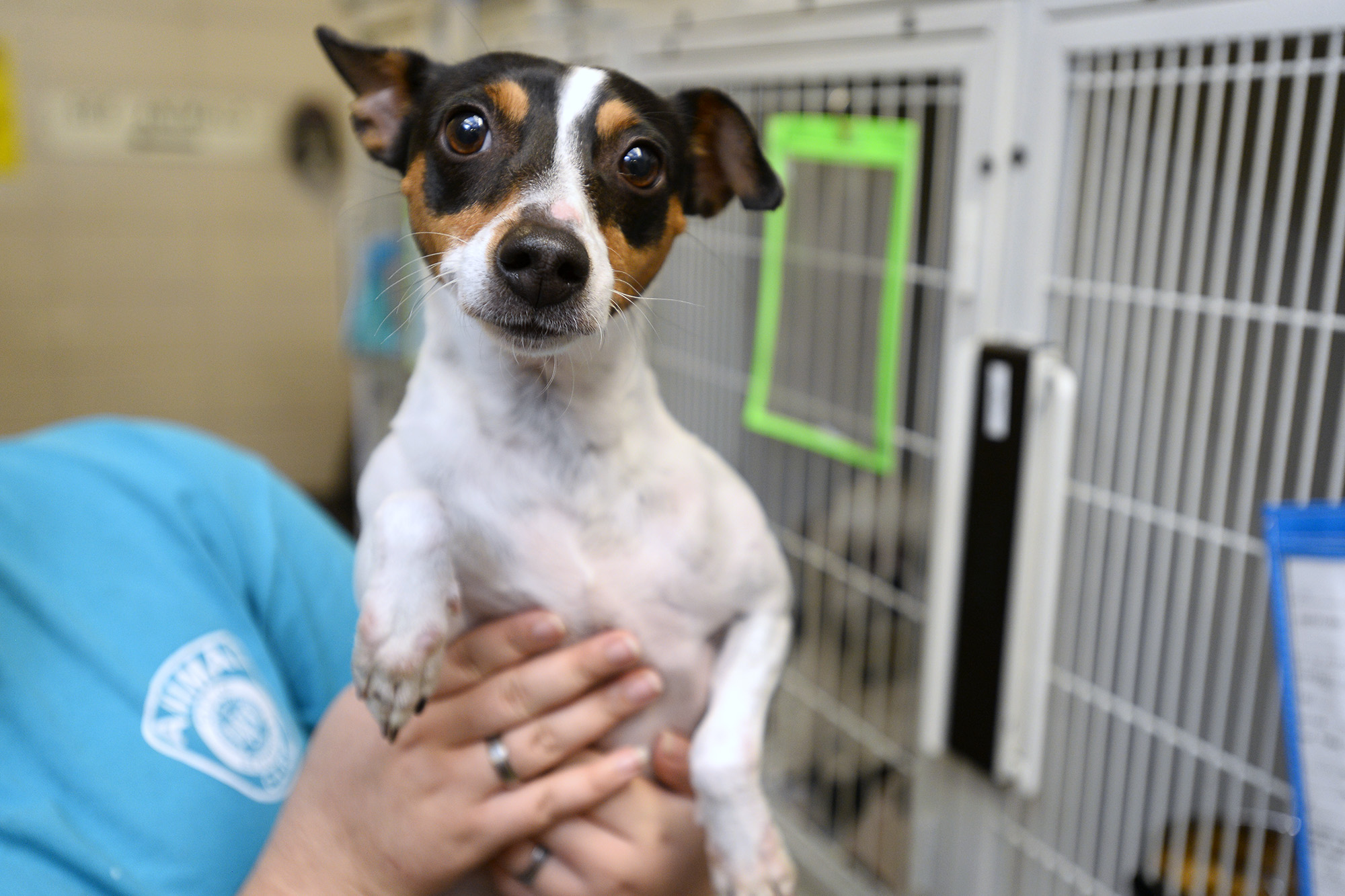 Photos Adoptable pets at Beaumont animal shelter