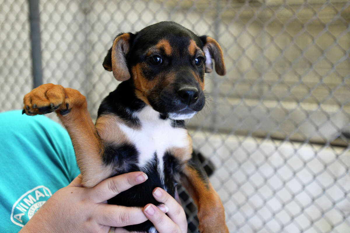 Photos: Adoptable Pets At Beaumont Animal Shelter