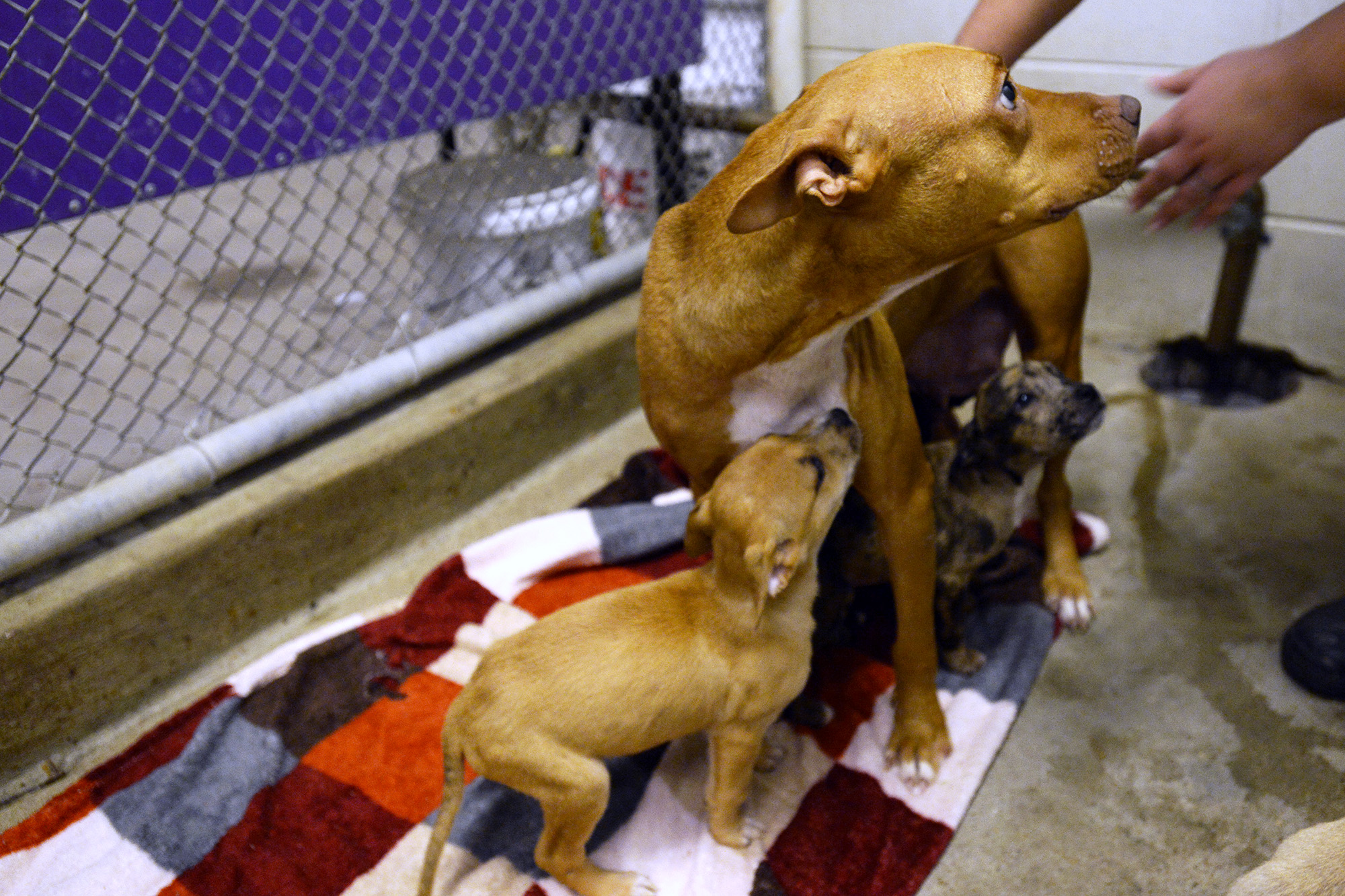 Photos Adoptable pets at Beaumont animal shelter