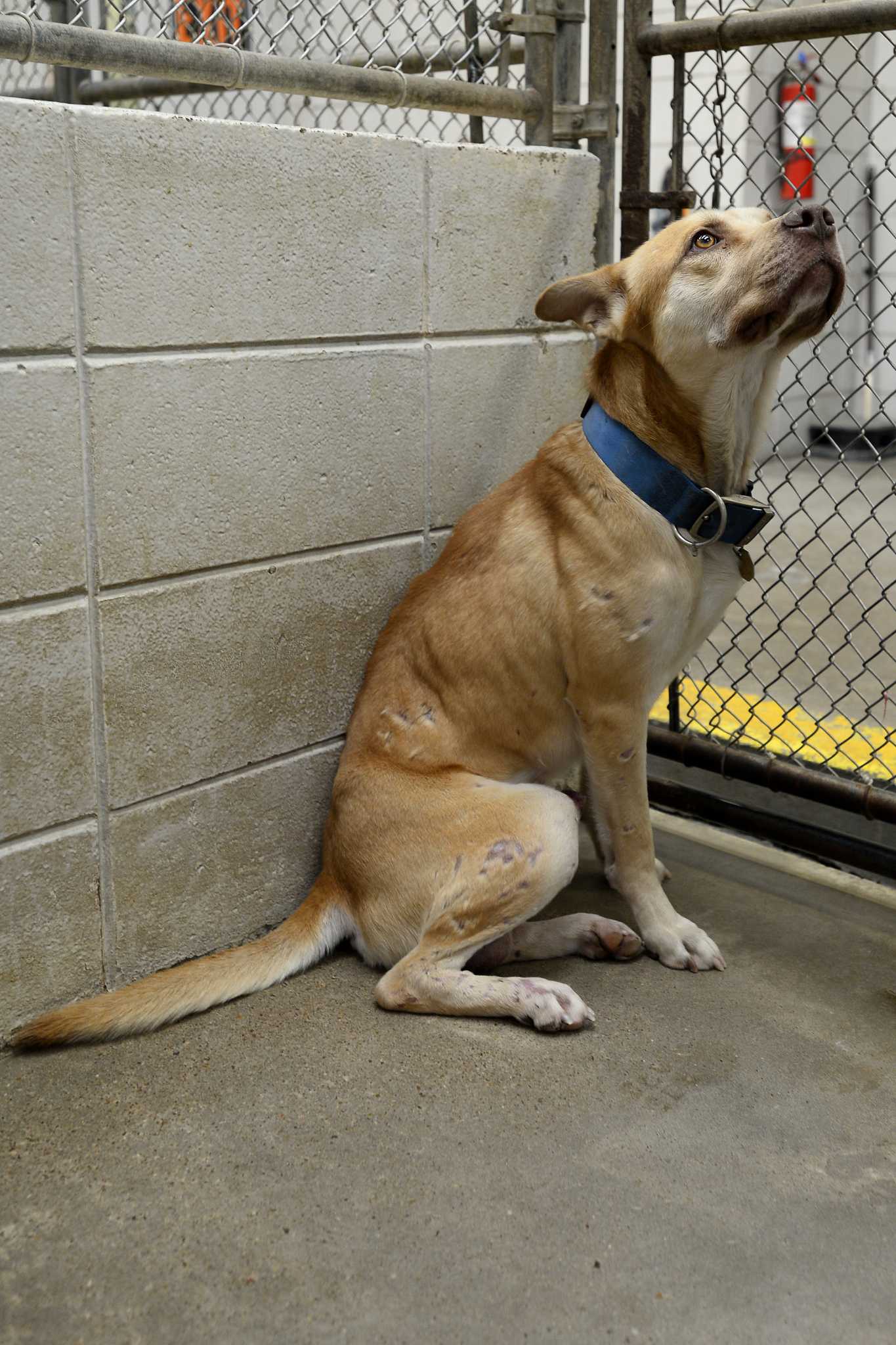 Photos Adoptable pets at Beaumont animal shelter