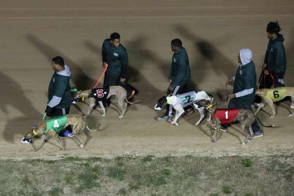 greyhound dog park