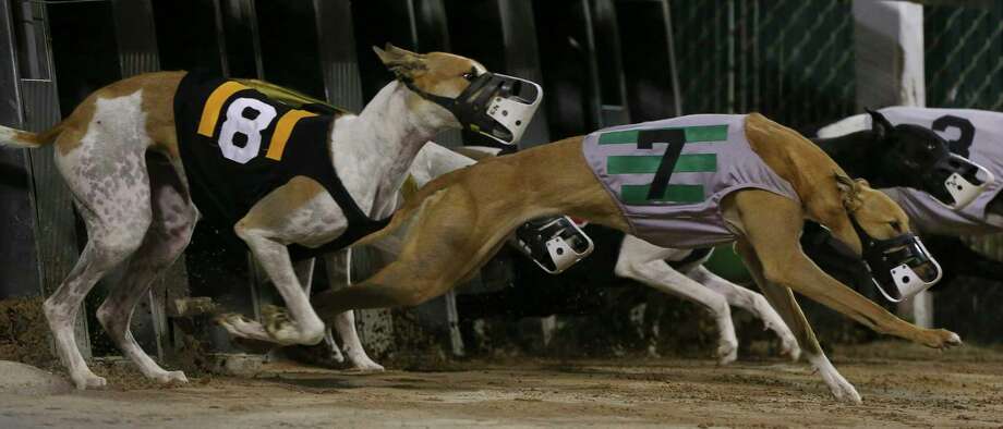 Dog racing returns to Galveston County with an uncertain future ...