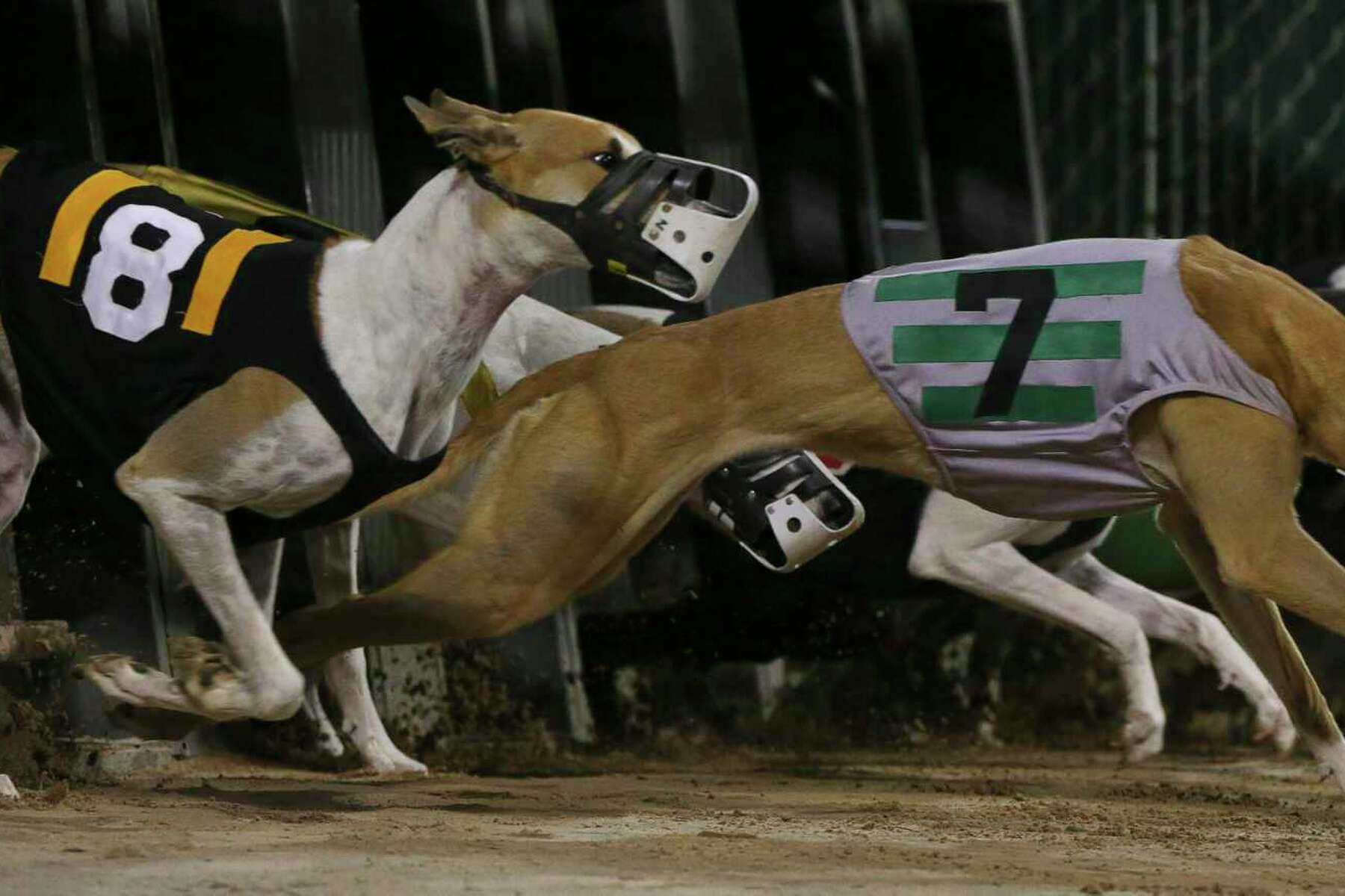 What Is The Name Of The Rabbit At The Dog Races
