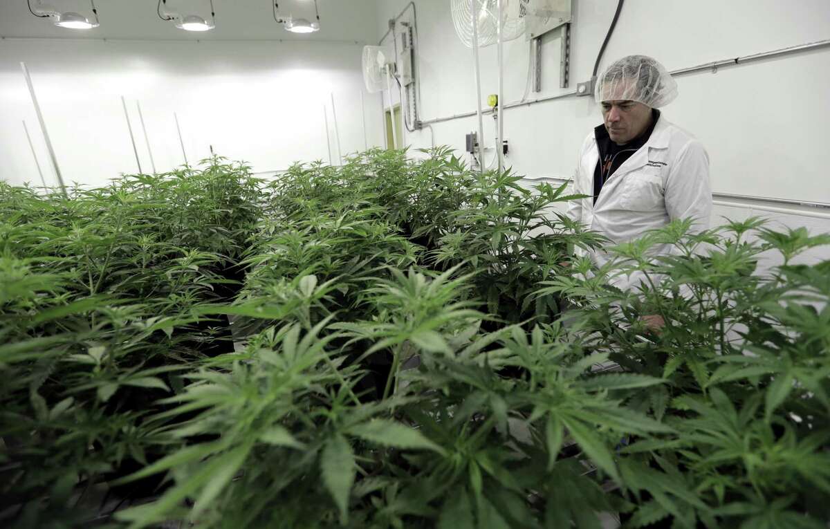 Morris Denton looks over marijuana plants in a flowering room at Compassionate Cultivation, a licensed medical cannabis cultivator and dispensary, Thursday, Dec. 14, 2017, in Manchaca, Texas. Texas is the last major holdout to relent on medical marijuana bans that began easing nationwide around the time Colorado legalized recreational use in 2012. (AP Photo/Eric Gay)