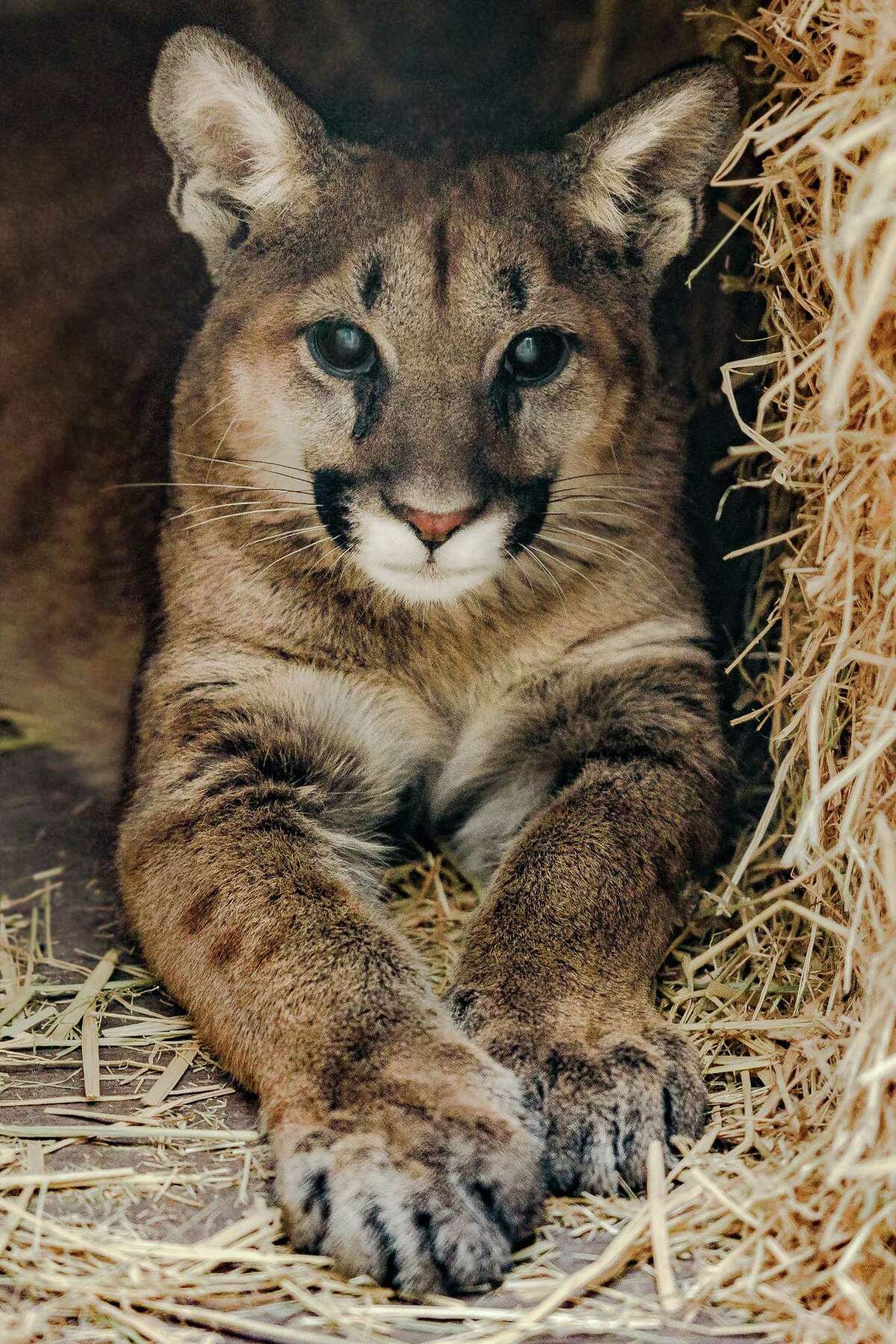 Orphaned mountain lion cubs at Oakland Zoo part of trend in California