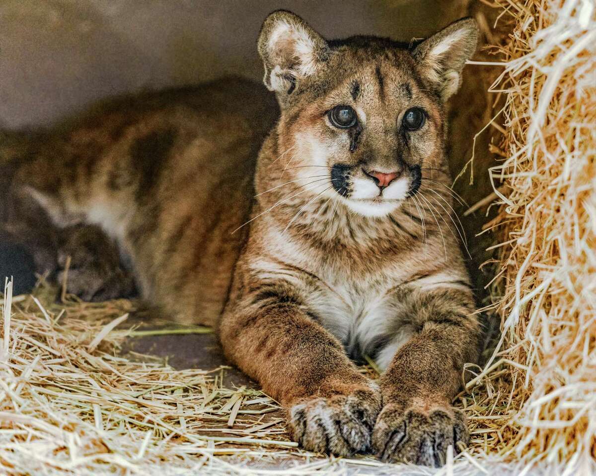 One of two male mountain lion cubs lies in quarantine in the Oakland Zoo. They were found orphaned in Orange County and will be the first mountain lions at the East Bay zoo.