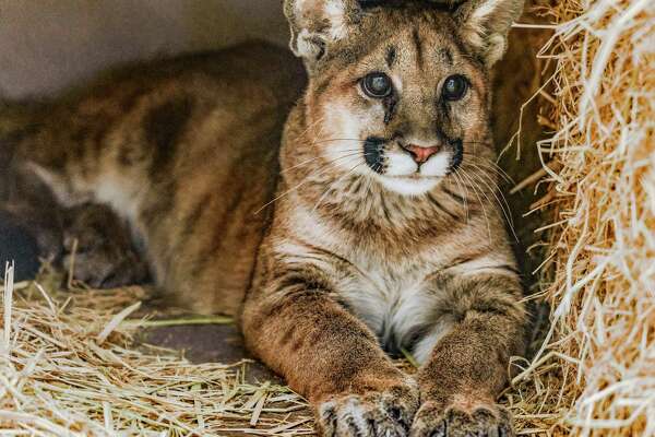 Orphaned Mountain Lion Cubs At Oakland Zoo Part Of Trend In - 