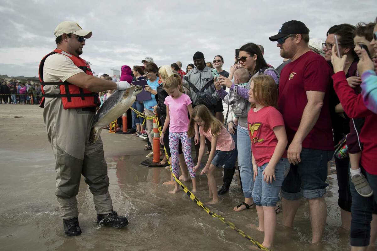 Padre Island National Seashore volunteer Jose Untalan shows people gathered along the shore a rehabilitated sea turtle before it is released in to the Gulf of Mexico during a turtle release at Padre Island National Seashore in Corpus Christi, Texas, Sunday, Jan. 7, 2018.