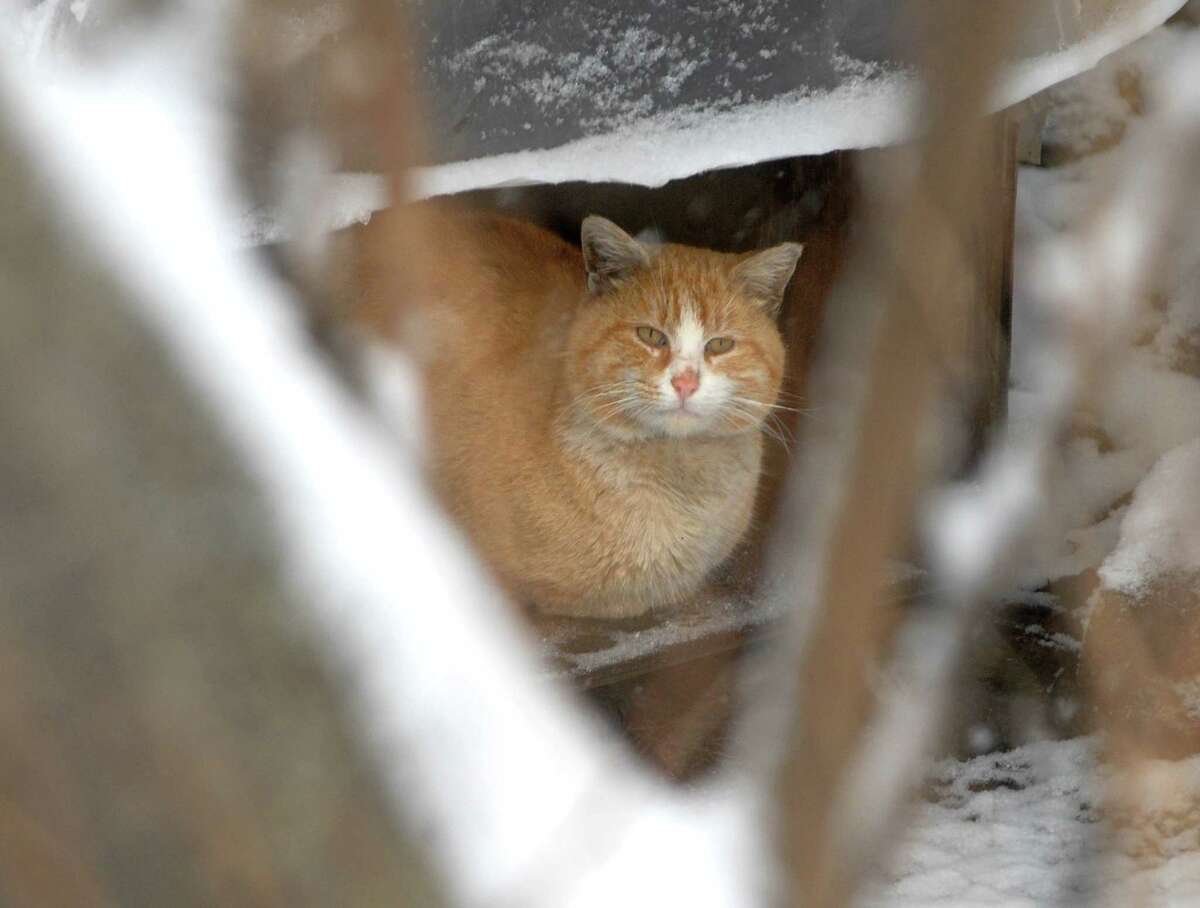 Brad Horrigan | New Haven Register. BH0535. Branford, Connecticut - 02.26.10: A feral cat sits behind Su Casa in Branford. The cat is part of a colony fed by Branford Compassion Club.