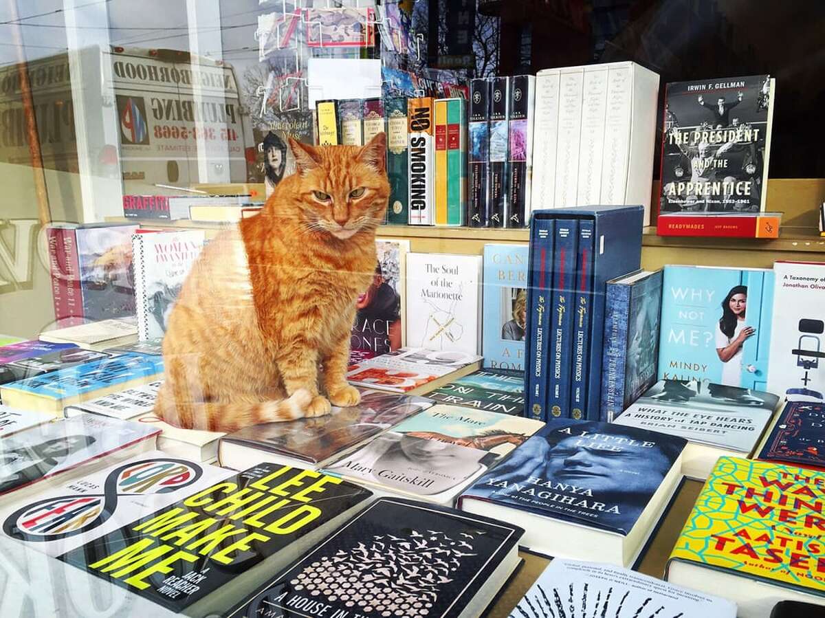 Owen sits in the bookstore's window.