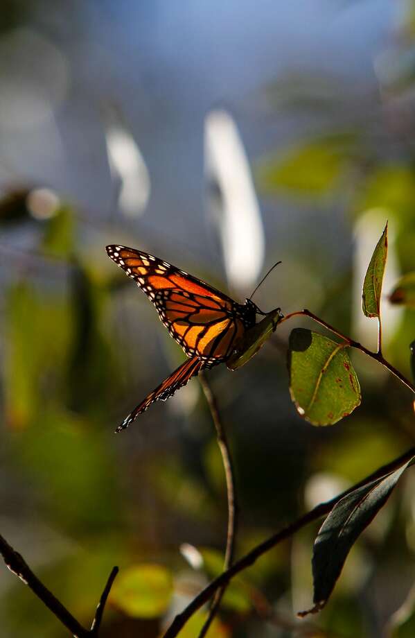 Latest count finds sharp decline in monarch butterflies ...