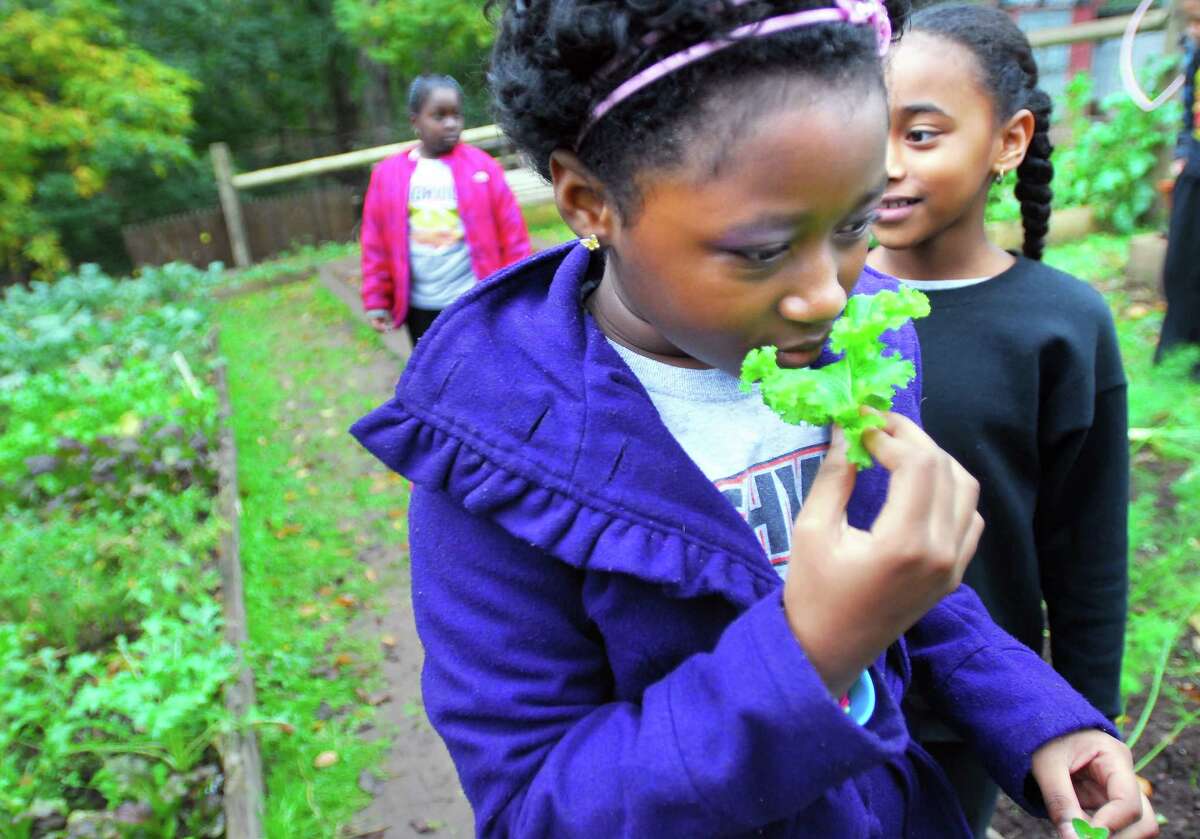Highville Charter School third grader Lashaia Jackson, 9, smells a leaf of lettuce at the garden of Common Ground High School in New Haven during a field trip on 10/26/2011. Photo by Arnold Gold/New Haven Register AG0428C