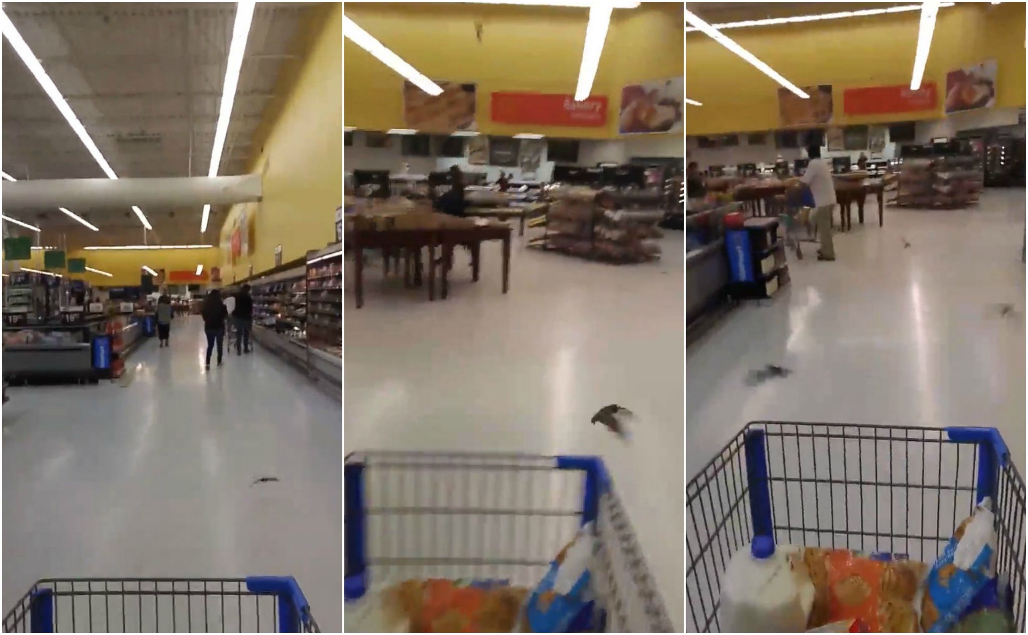 Jaguars Odessa Tx >> Video: Bats surround Texas man, wife inside Houston-area Walmart - NewsTimes Jaguars Odessa Tx >> Video: Bats surround Texas man, wife inside Houston-area Walmart - NewsTimes
