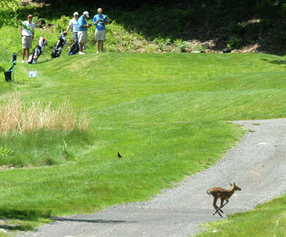 Cas100521 05/21/10 New Haven--A Fawn funs across the fairway on the 15th hole as collegiate golf players from around the country participated in the NCAA golf tournament at the Yale golf course. Photos -Peter Casolino/New Haven Register *