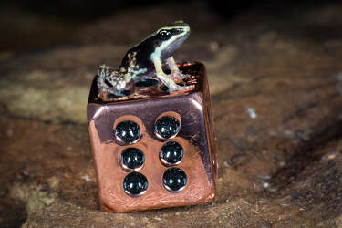 frog 55 ex display