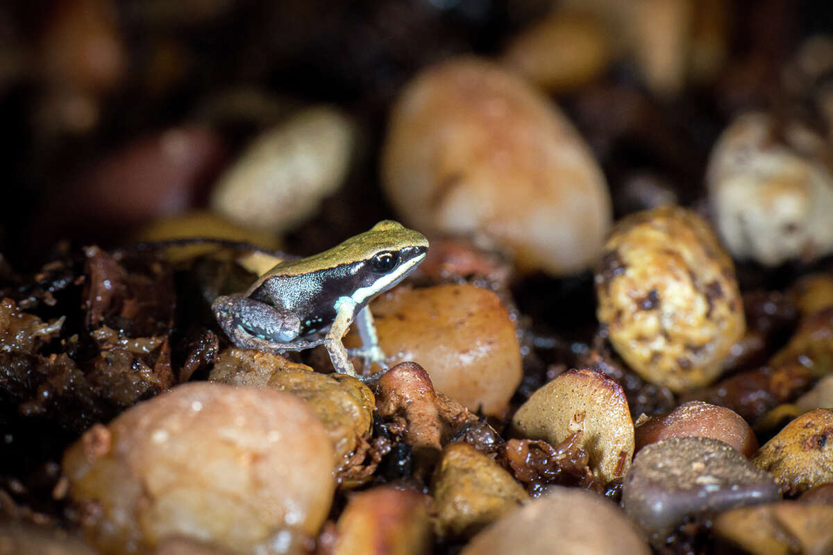 Houston Zoo unveils tiny baby frogs to the world