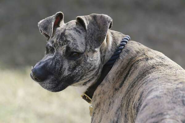 S A Rescue Dog Inspires With One Eye And A Semicolon Face Expressnews Com
