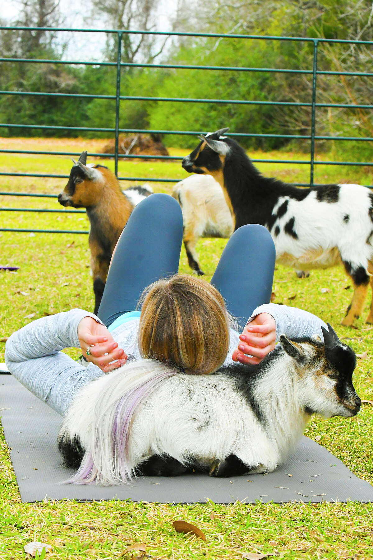 Goat yoga brings different feel to fitness in Cypress