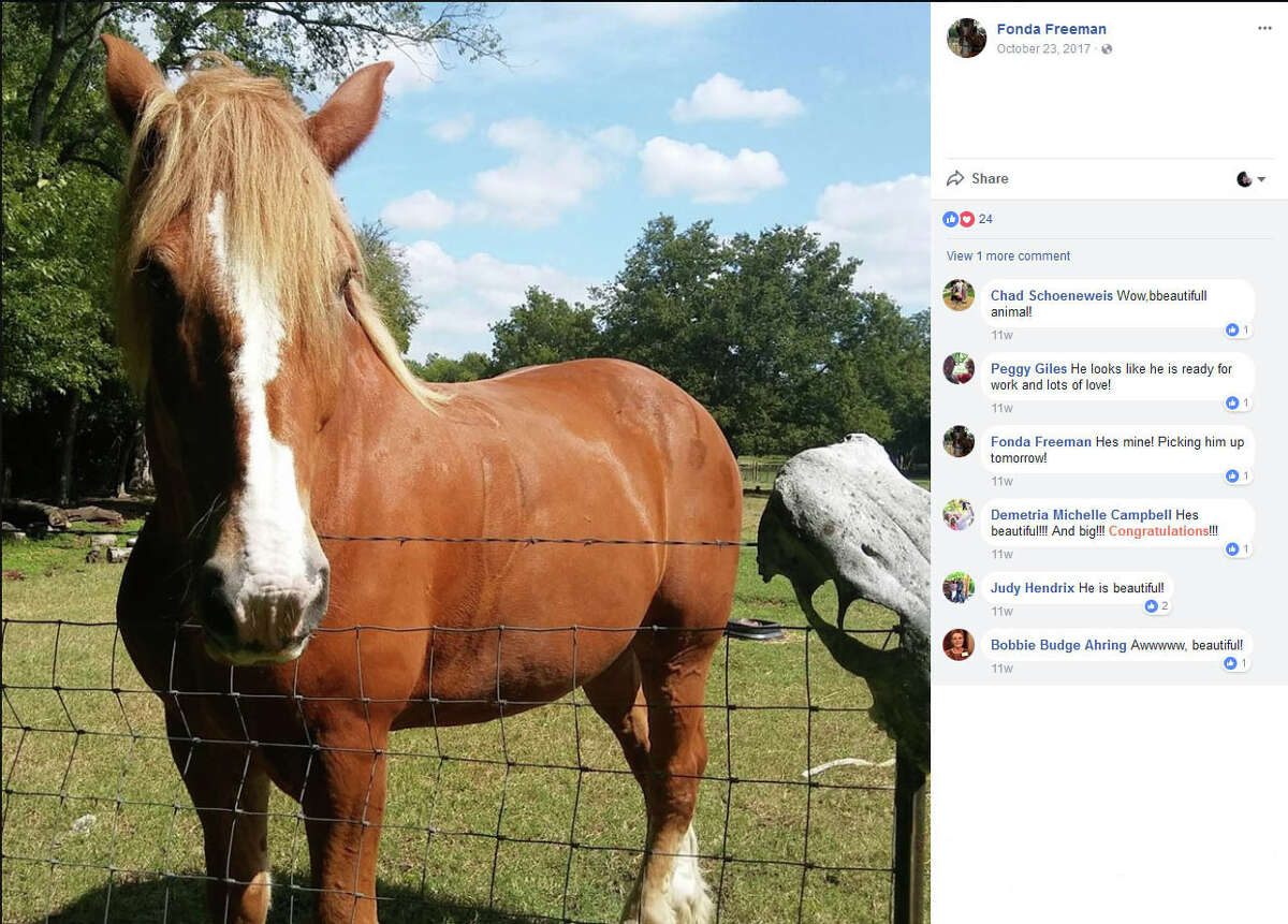 In October and November 2017, Fonda Freeman shared photos of her horse Ely and her wagon as she got her carriage ride business up and running.