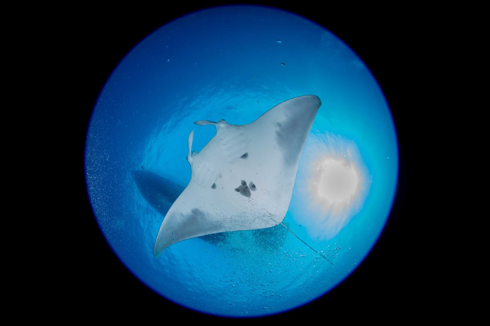 New Study Makes Big Splash in Manta Ray Conservation, Nature and Wildlife