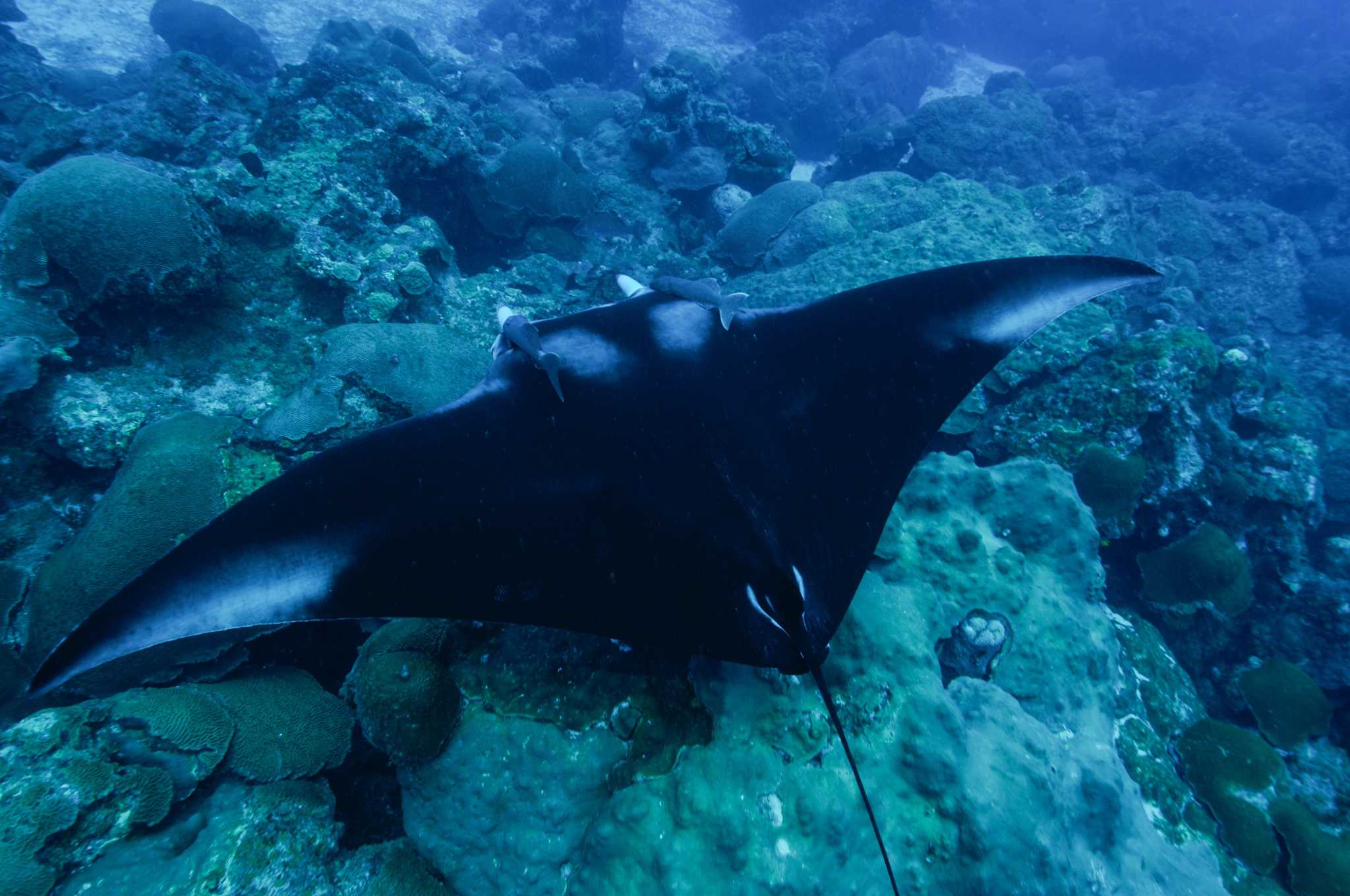 Manta rays found at Flower Garden Banks designated a threatened species