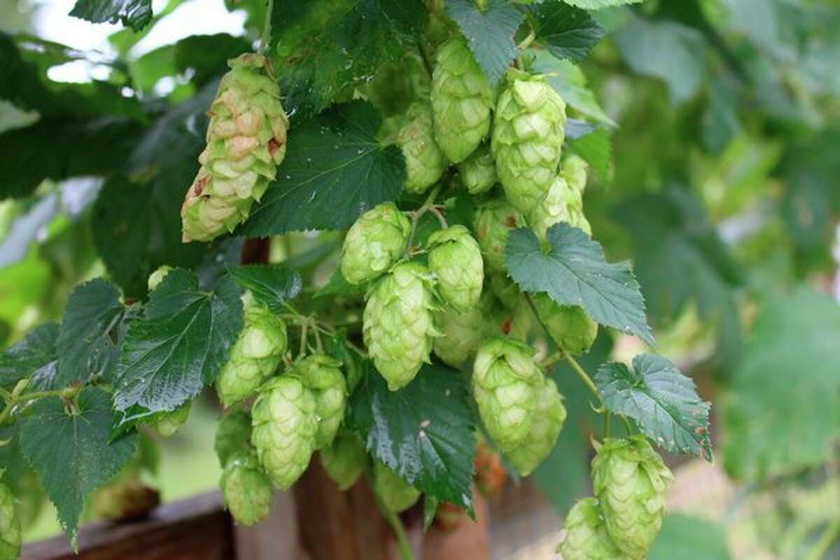 Hops is Herb of the Year for 2018