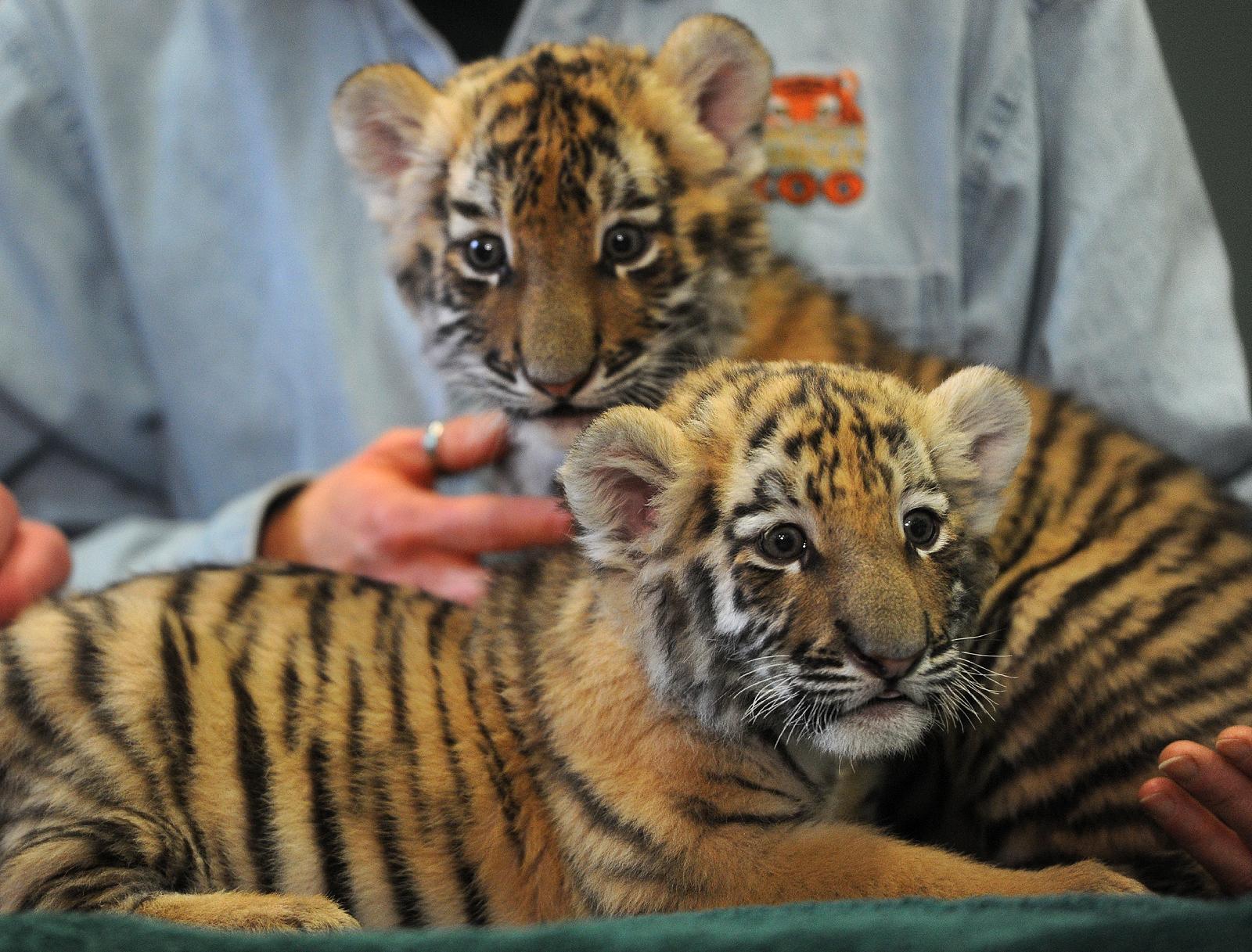 Baby Tiger Cubs Get Media Showing At Beardsley Zoo