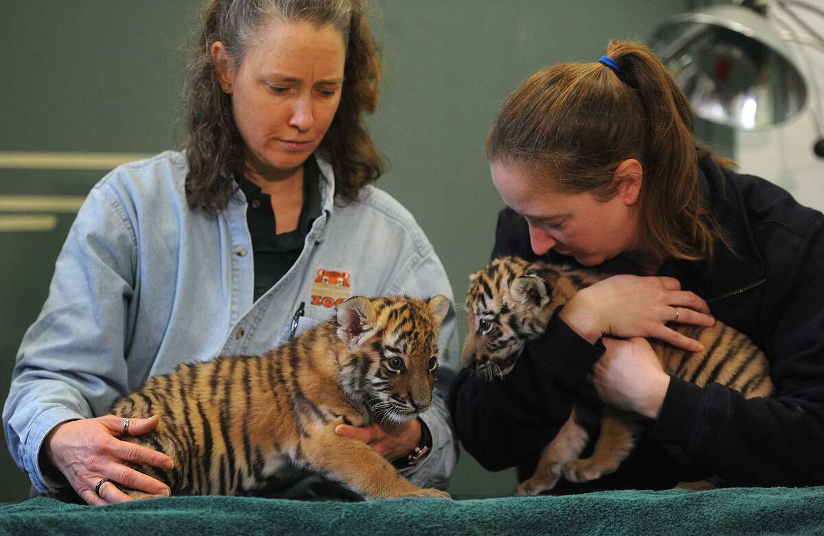 Baby tiger cubs get media showing at Beardsley Zoo