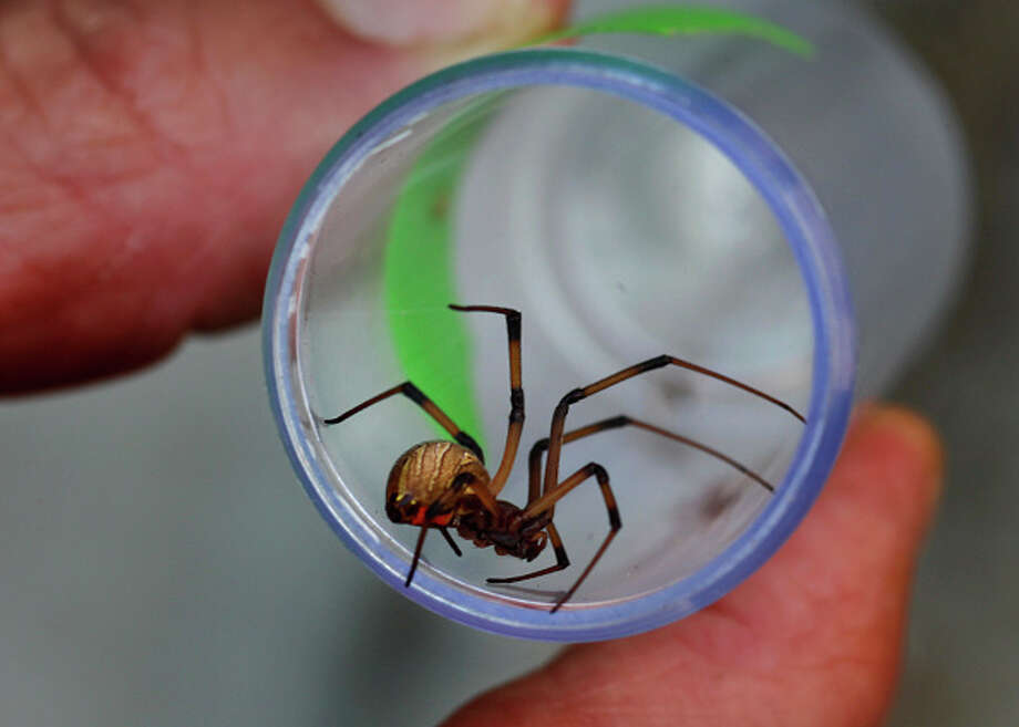 Dangerous? Safe? The venomous and nonvenomous spiders of Texas you need
