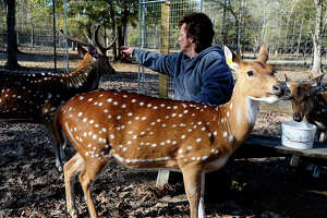 Big Thicket needs help removing an exotic deer species