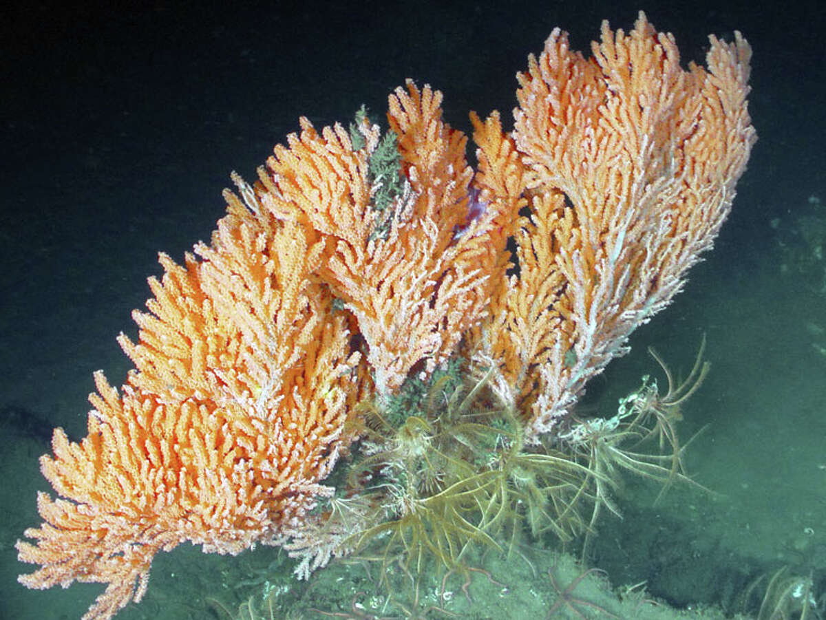 Primnoa coral, pictured in the Olympic Coast National Marine Sanctuary. NOAA photo.