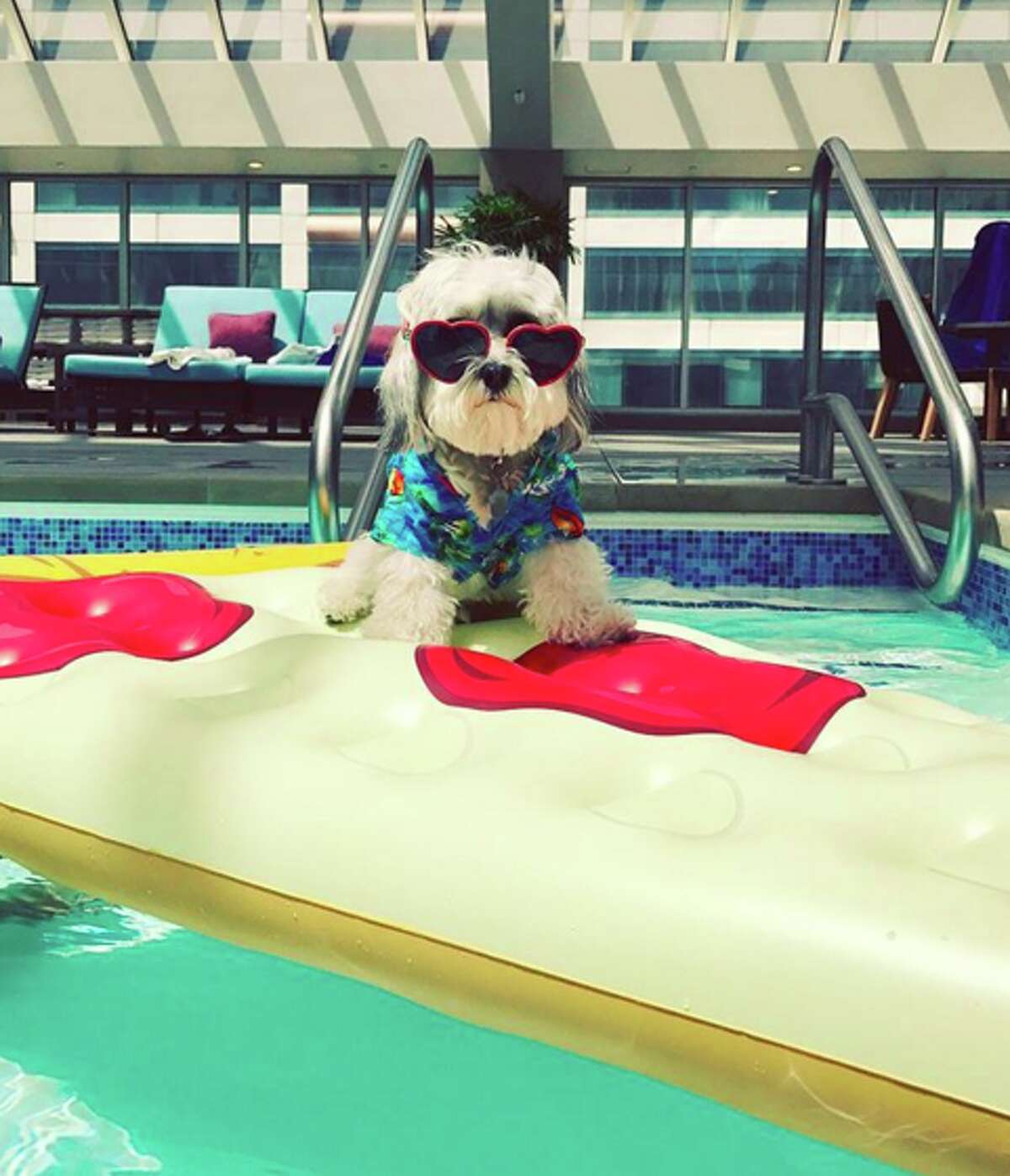 doggy in hotel