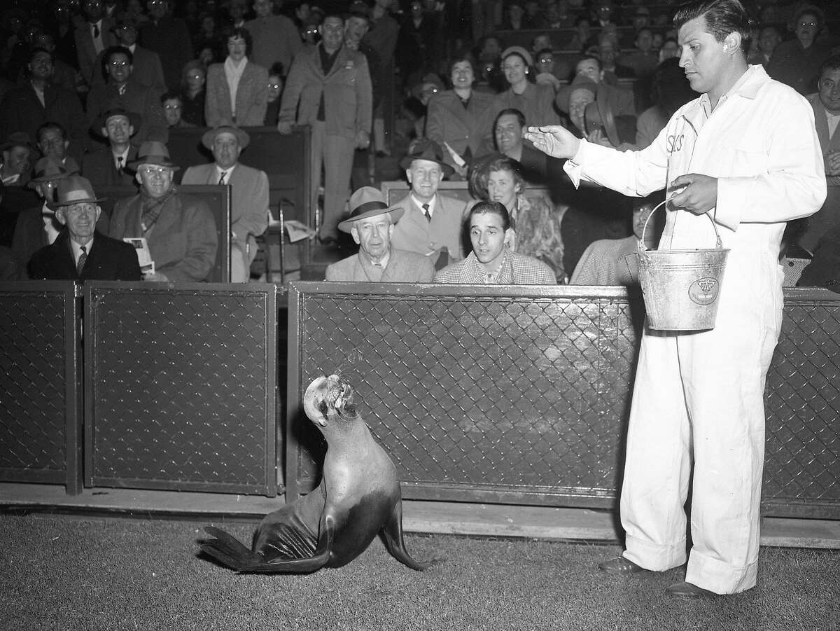 Major the new San Francisco Seals mascot gets fed on the field on June 13, 1950.
