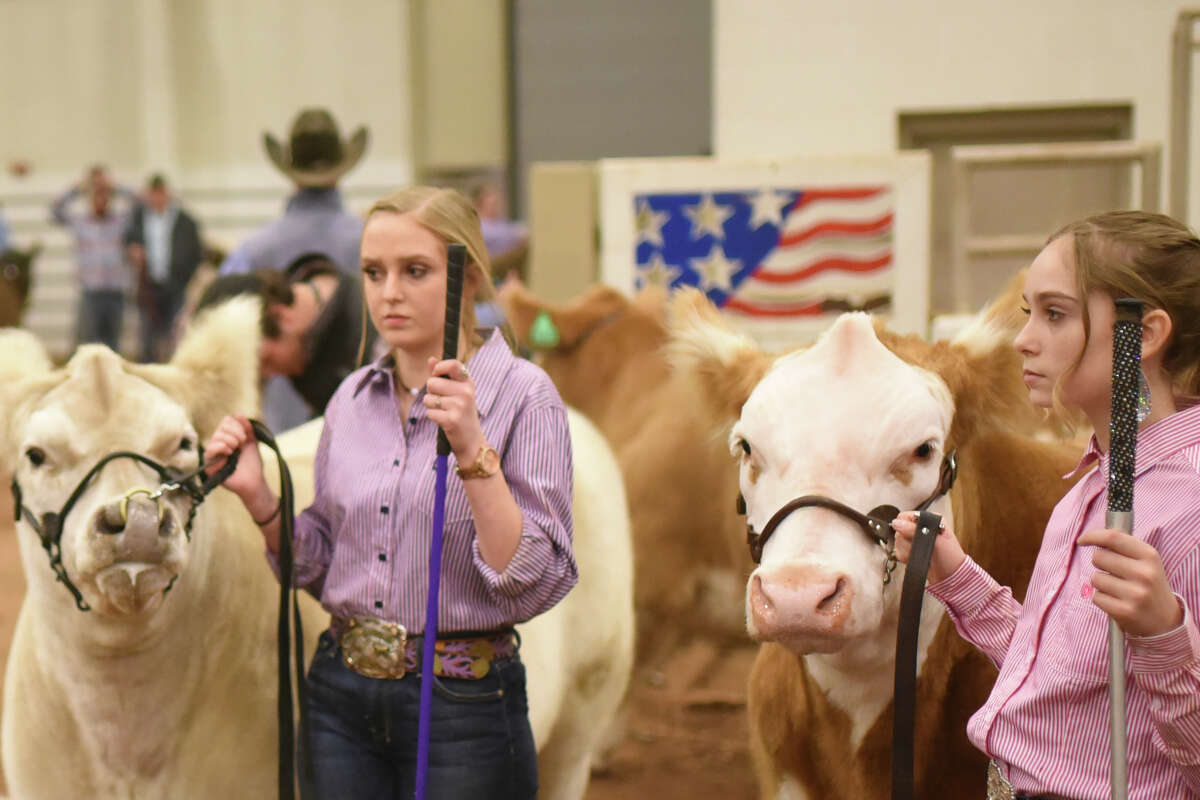 From left, Kendahl Nix and Kaitlyn NIx wait to show their steers at the Midland County Livestock Association annual show Jan. 12, 2018. James Durbin/Reporter-Telegram