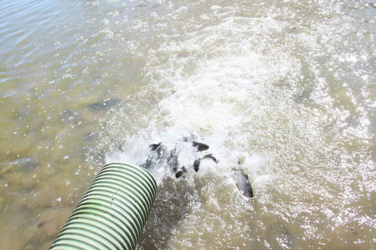 Annual pond restocking sets loose seasonal fish in northwest Houston parks