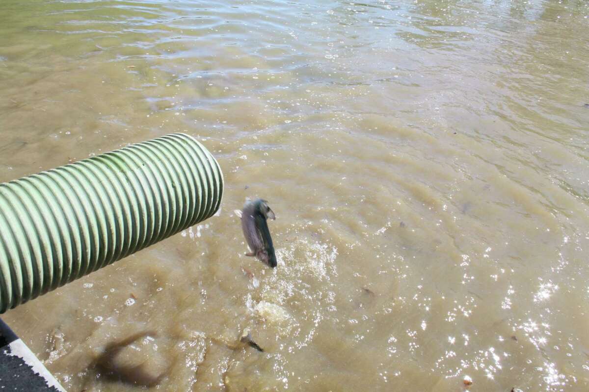 Annual pond restocking sets loose seasonal fish in northwest Houston parks