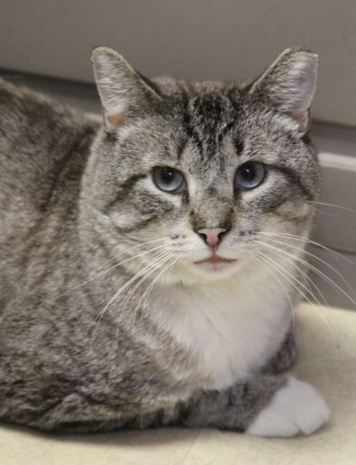 Jessie the cat needs a good forever home