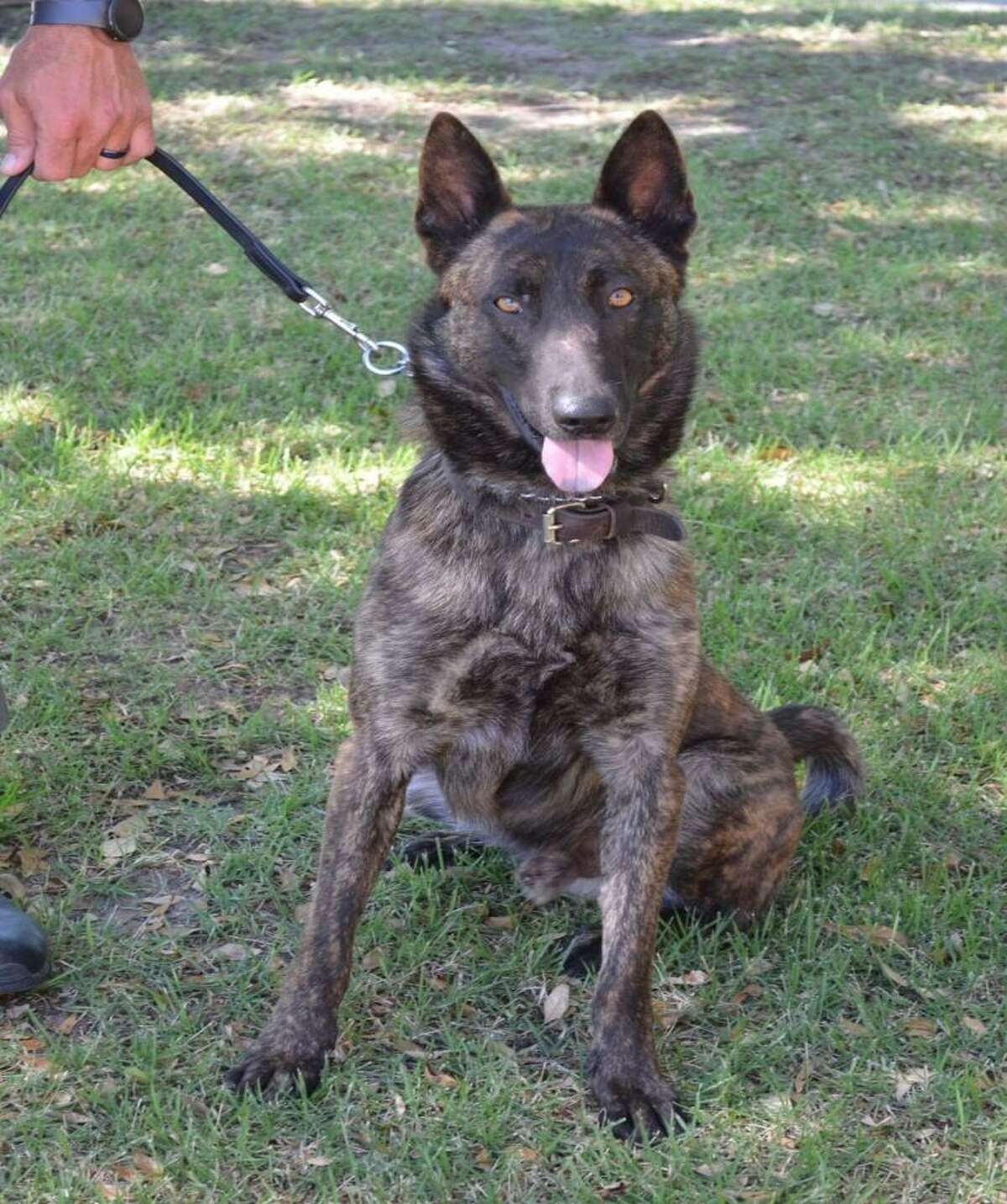 Live Oak police reunited with missing K9