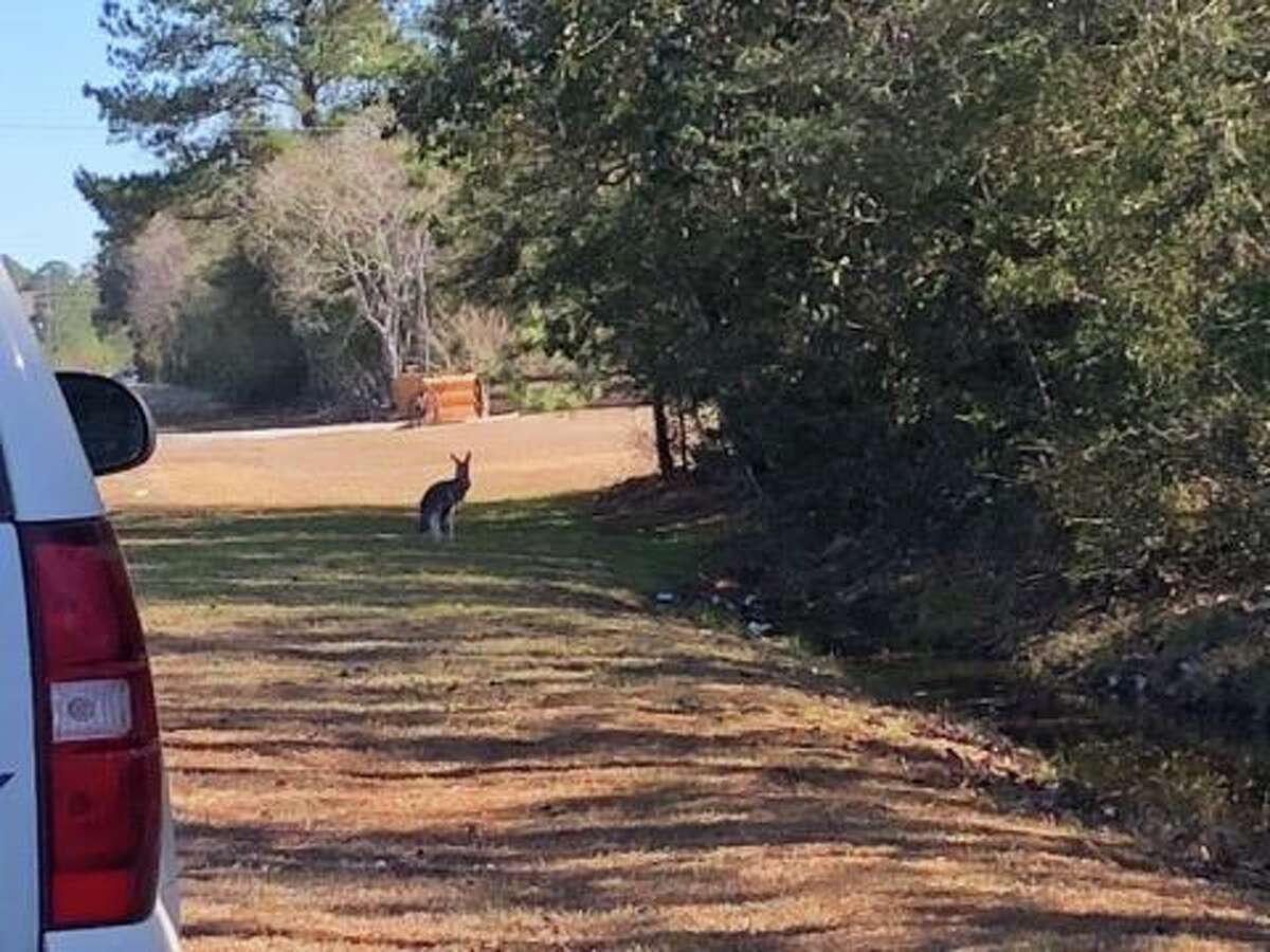 Pet kangaroo hopping down Texas highway causes police chase