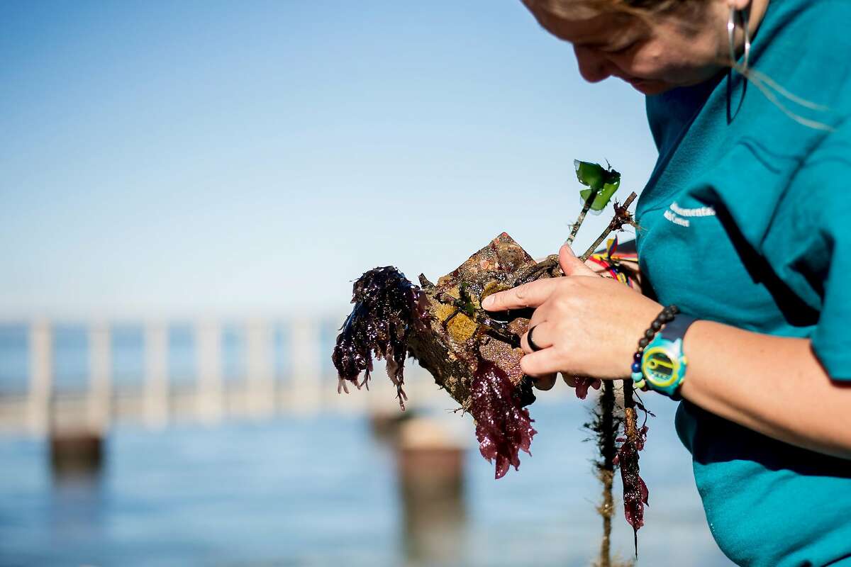 Lina Ceballos, a research biologist with the Smithsonian Environmental Research Center, examines a settlement plate used to monitor organisms in the San Francisco Bay on Thursday, Dec. 21, 2017, in Tiburon, Calif.