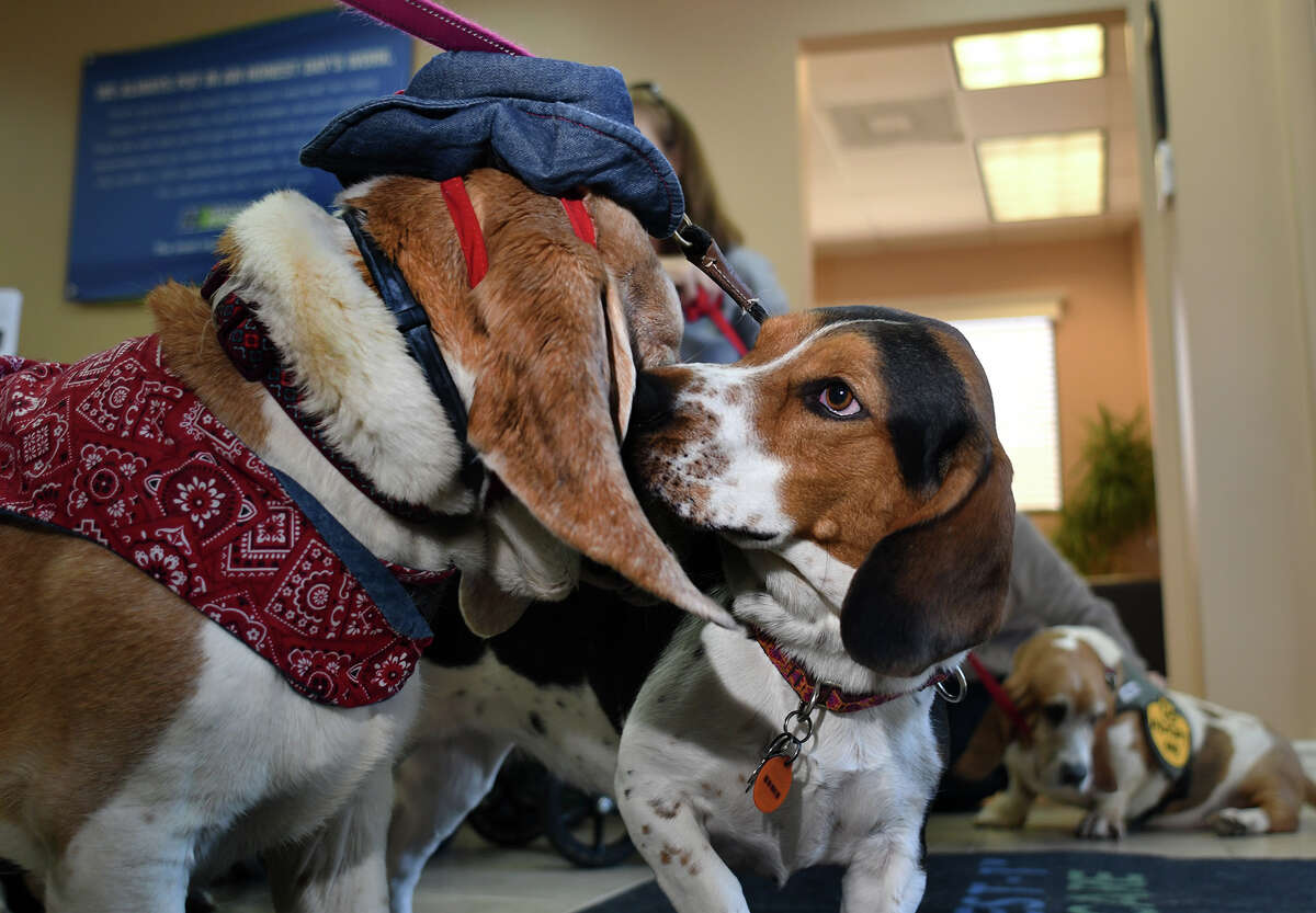 "Jelly Bean", 1 1/2, right, visits with his friend "Gulliver", 8, in the lobby at Honest-1 Auto Shop in Cypress during a Basset Buddies Rescue of Texas pet adoption event on January 13, 2018. (photo by Jerry Baker/Freelance)