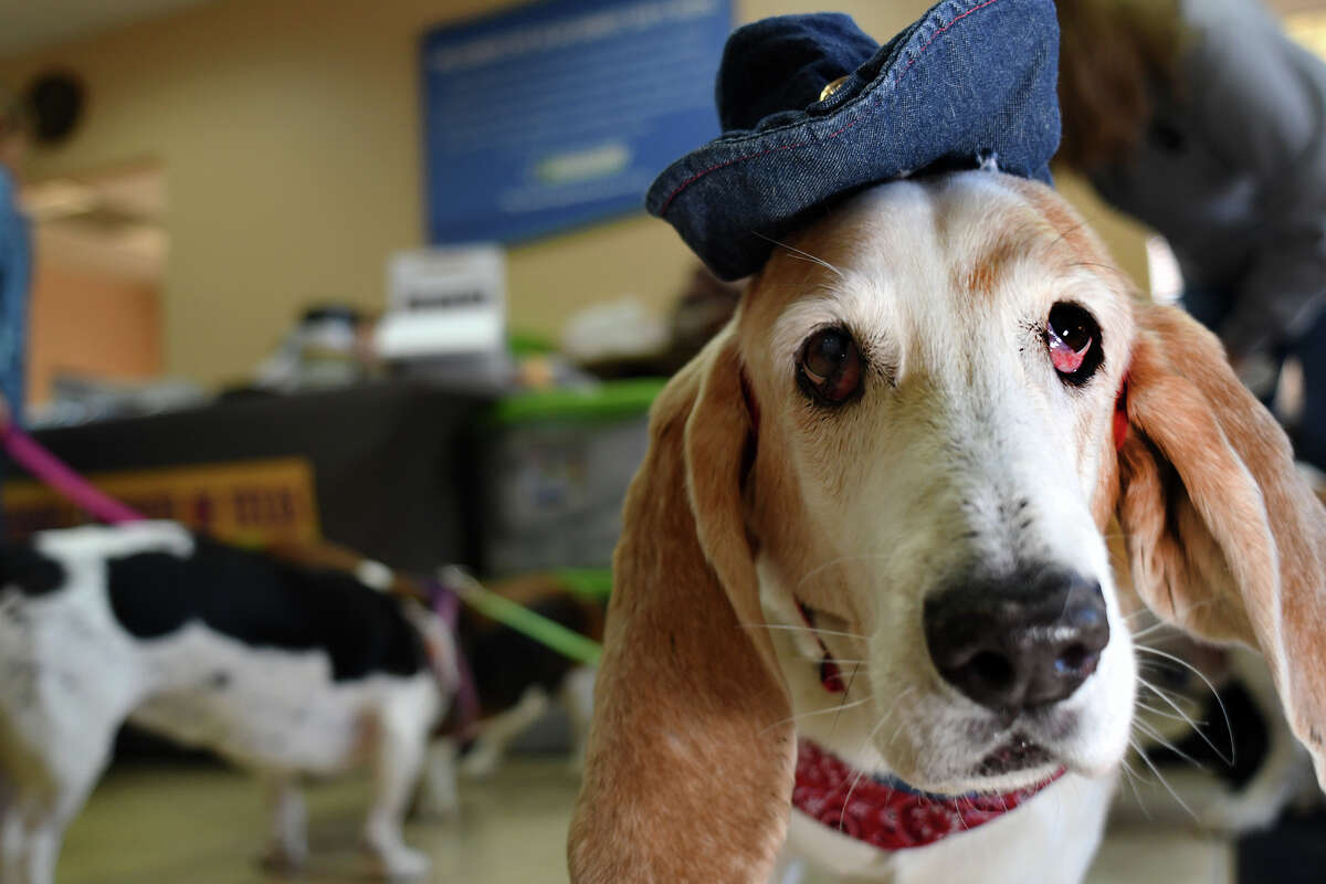 basset hound with cowboy hat