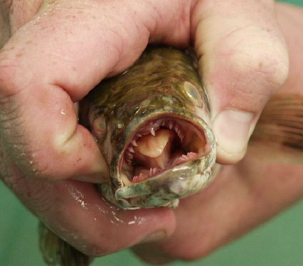 The northern snakehead is an Asian predator with no natural enemies, posing a threat to native species in state waters. The state Department of Environmental Conservation is poisoning an Orange County creek to kill the fish. (U.S. Geological Survey)