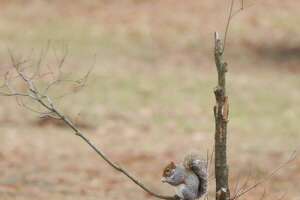 Robert Miller: Acorns are in short supply this year. Here's why