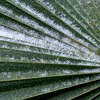 Ice collects on palm fronds at Beaumont Botanical Gardens on Tuesday. Photo taken Tuesday 1/16/18 Ryan Pelham/The Enterprise