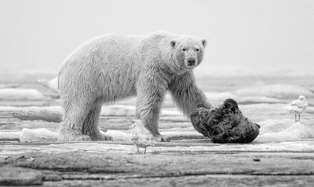 A polar bear on the frozen Beaufort Sea takes a break from gnawing on a chunk of whale meat. ﻿