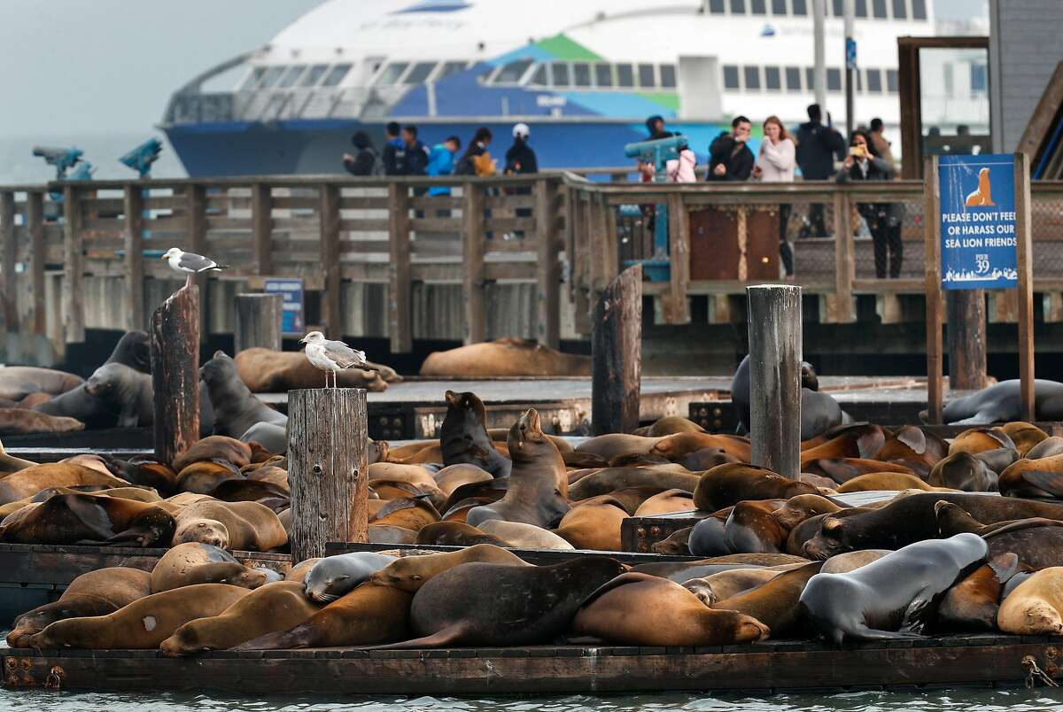 Sea lions off Northern California battling deadly disease