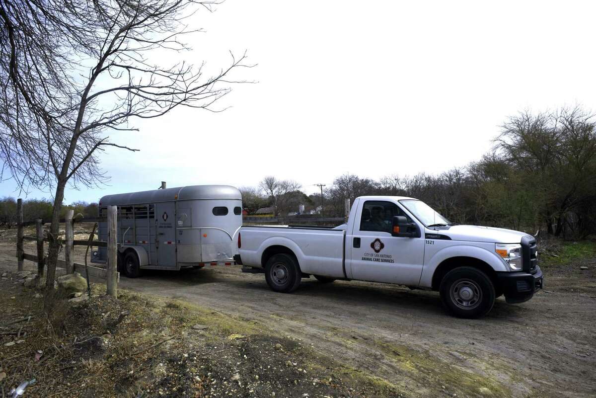 An Animal Care Services vehicle leaves a property in the 12500 block of Old O'Connor Road with a donkey and a horse on board Wednesday. The animals were seized because of suspected animal cruelty.